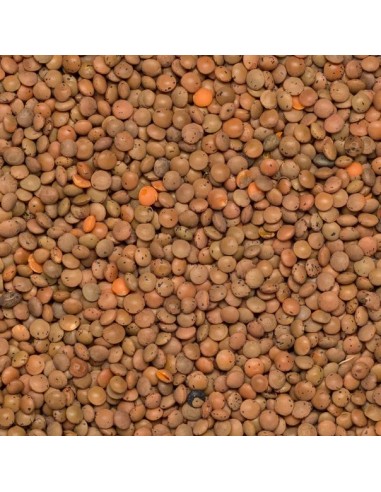 Lentilhas Castanhas Outros Montes Lentilhas Castanhas Outros Montes
