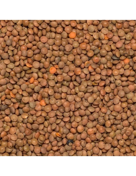 Lentilhas Castanhas Outros Montes